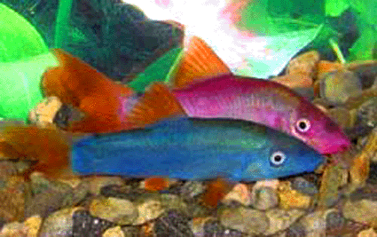 Red tail blue loach  pink color