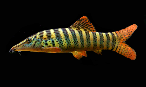 Redfin tiger loach