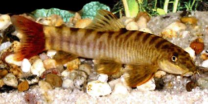 Redtail zebra loach