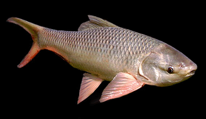 Rohu indian carp (plah yisok)