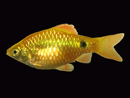 Rosy barb gold