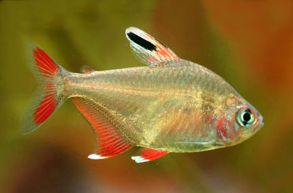 Rosy tetra-1