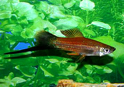 SWORDTAIL PIEBALD 1