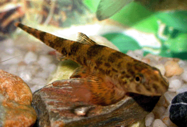 Saddled hillstream loach