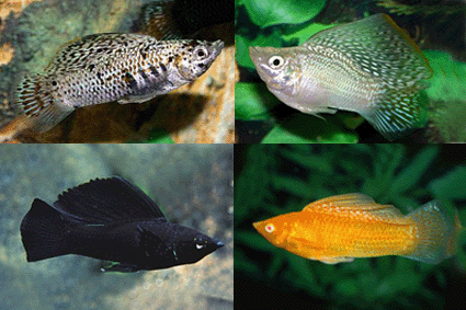 Sailfin molly assorted