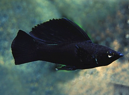 Sailfin molly black