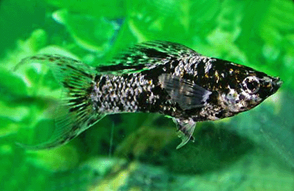 Sailfin molly marble lyretail