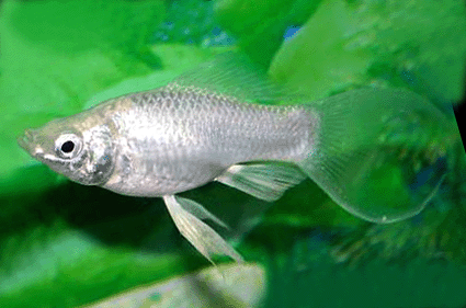 Sailfin molly white lyretail