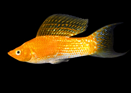 Sailfin molly yellow lyretail