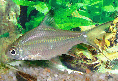 Schwanenfelds  tinfoil barb