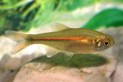 Silvertip tetra 1