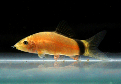 Skunk loach