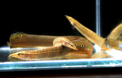 Spot finned spiny eel