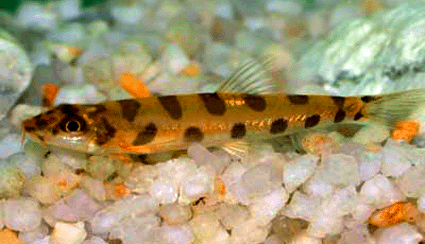 Spotted loach