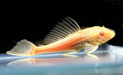 Sucker catfish albino