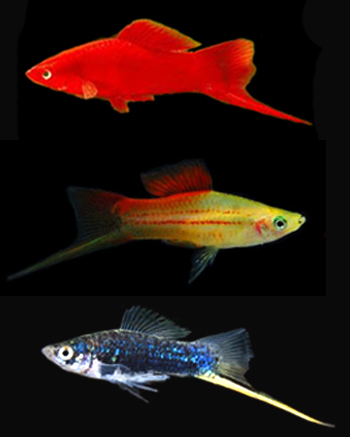 Swordtail assorted (speicail)2