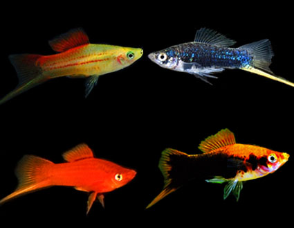 Swordtail assorted