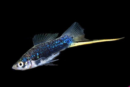 Swordtail black berlin 1