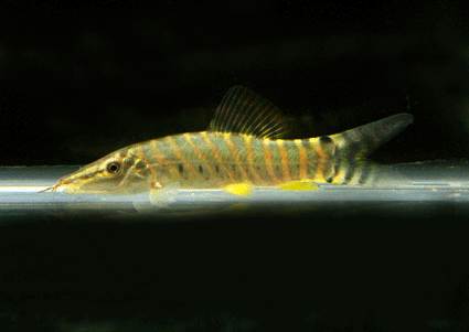 Tiger loach