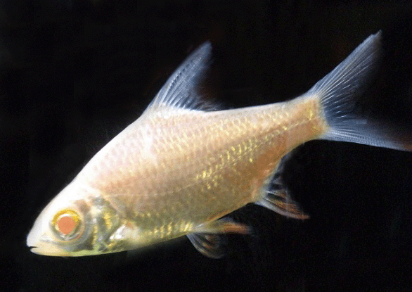 Tinfoil barb red tail albino