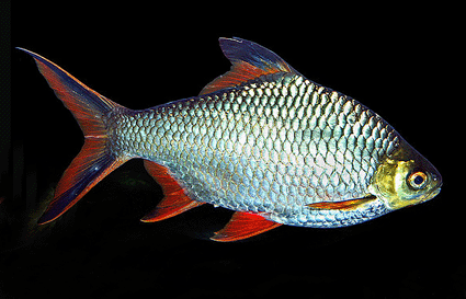 Tinfoil barb red tail blue color