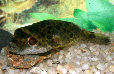 Twin spot puffer  red eye