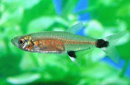 WHITE SPOT TETRA 1