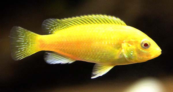 Yellow labidochromis albino1