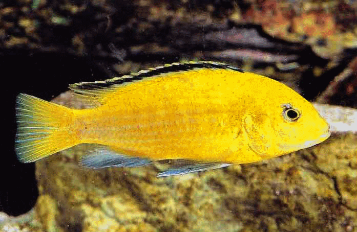 Yellow labidochromis