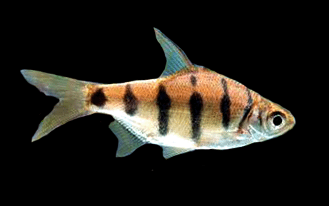 Zebra barb