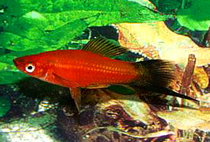 _images_SWORDTAIL VELVET RED WAIGTAIL1